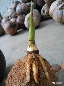 美食 只知道喝椰子水的你們, 椰子心 吃過(guò)嗎